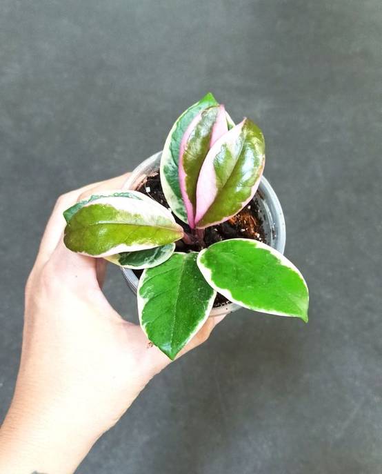Hoya Carnosa Tricolor Flamingo Dream D. 6cm H. 10cm - Plante d'intérieur - IndoorPoppies - Image 3