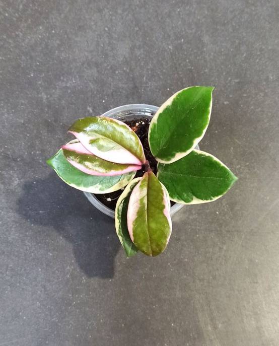 Hoya Carnosa Tricolor Flamingo Dream D. 6cm H. 10cm - Plante d'intérieur - IndoorPoppies - Image 6