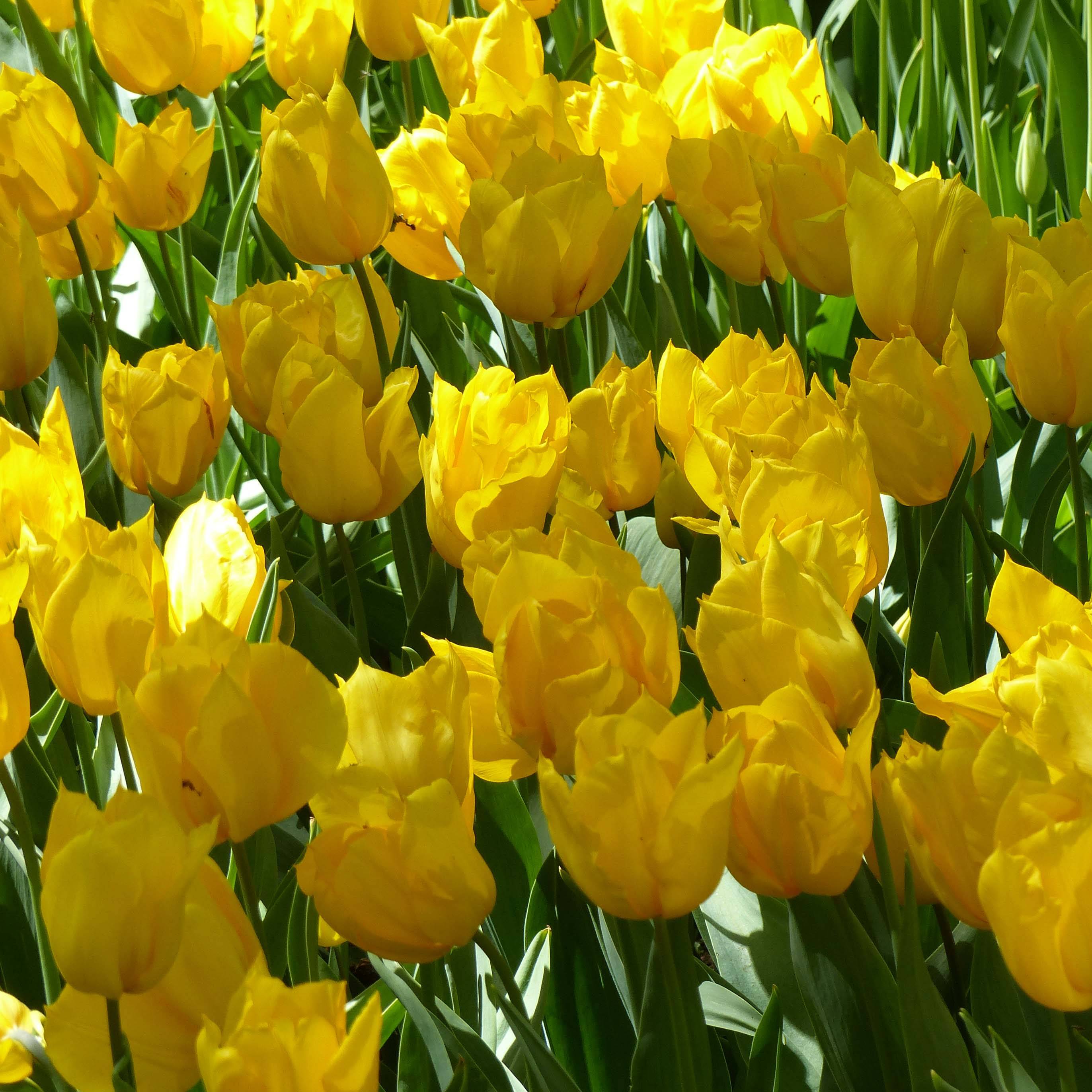 Promesse de Fleurs - Tulipe simple hâtive Yokohama Bulbe calibre 12+ (par 10)