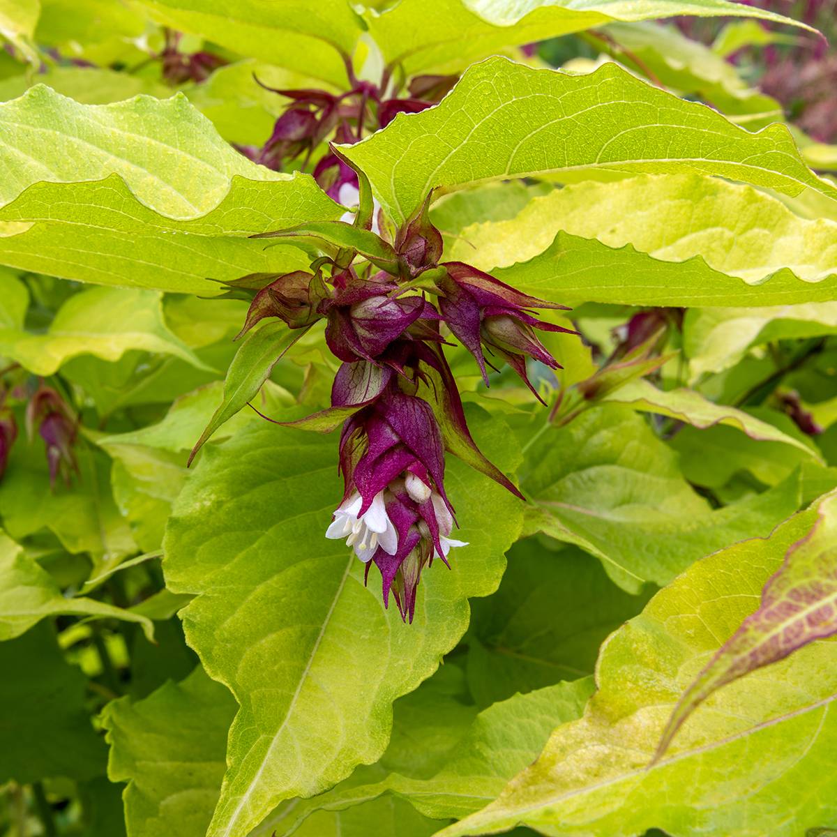 Leycesteria formosa Little Lanterns - Arbre aux faisans Pot de 3L/4L