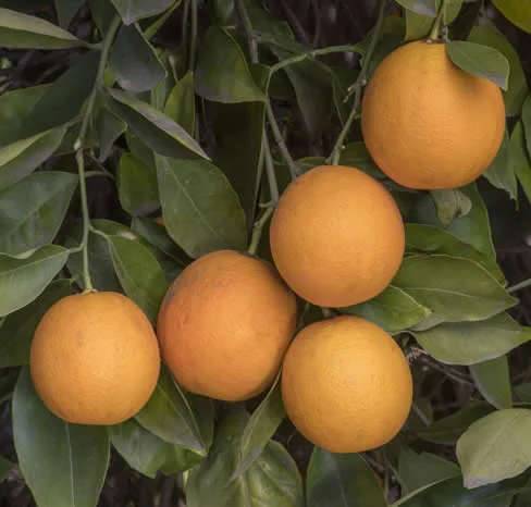 0 - Citrus sinensis var. Salustiana (oranger excellent jus) Pot de 9 litres -140/160 cm - Image 1