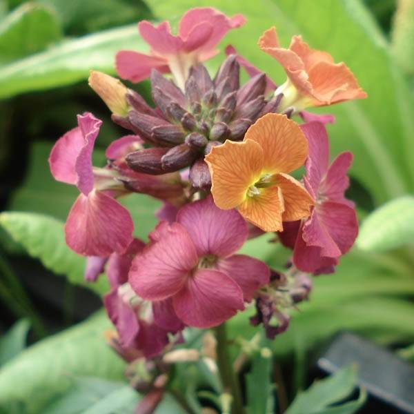 Giroflée - Erysimum Constant Cheer Godet de 8/9 cm