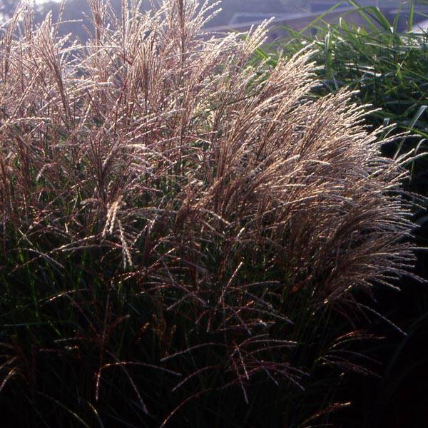 Miscanthus sinensis Kleine Fontäne (Petite Fontaine) Pot de 1L/1,5L