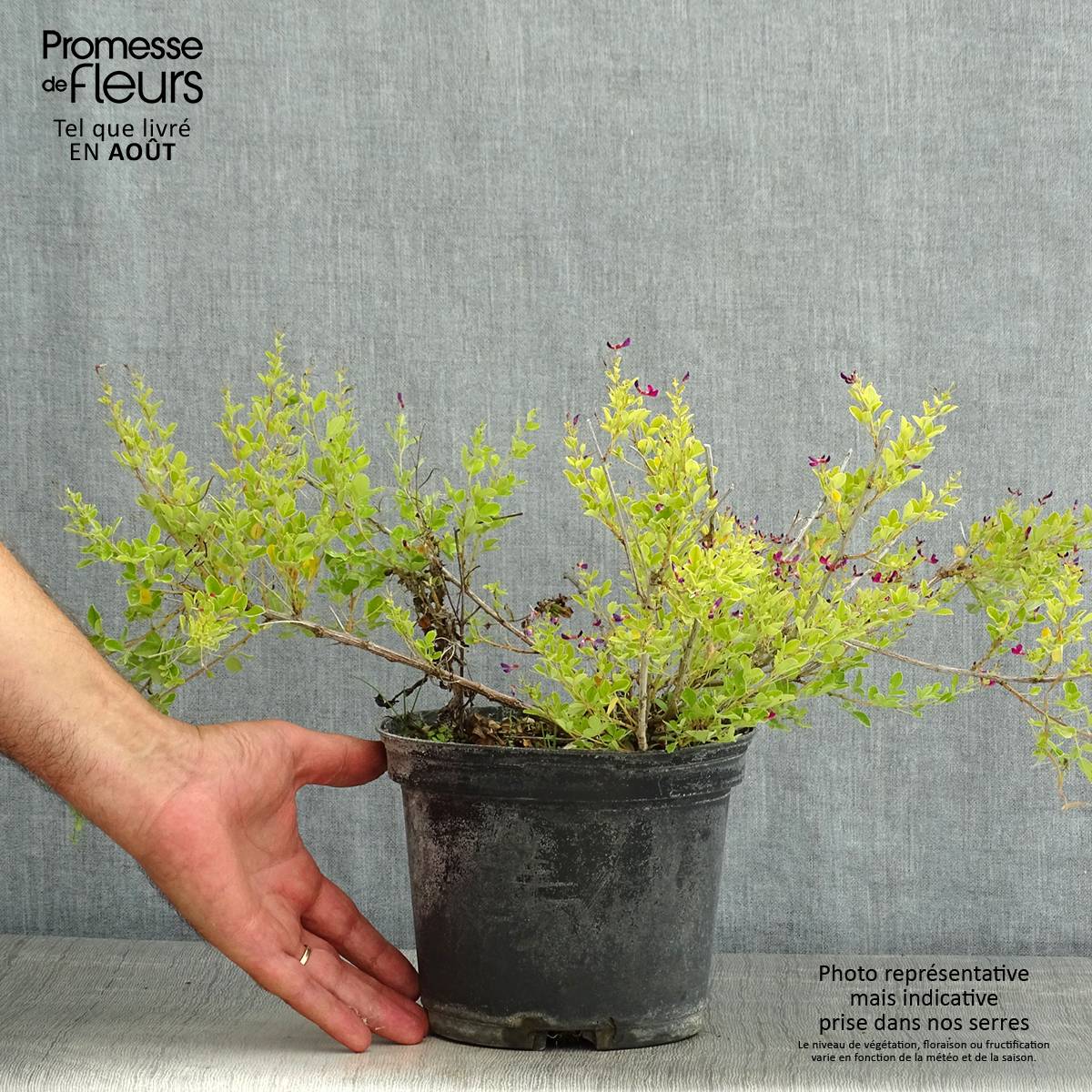 Promesse de Fleurs - Lespedeza bicolor Yakushima - Trèfle en arbre Pot de 3L/4L - Image 2