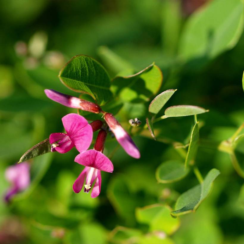 Promesse de Fleurs - Lespedeza bicolor Yakushima - Trèfle en arbre  Pot de 3L/4L