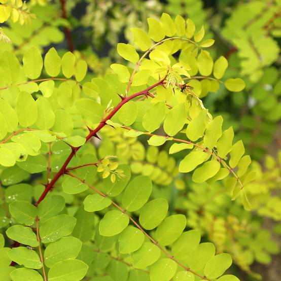 Promesse de Fleurs - Robinia pseudoacacia Altdorf - Robinier faux acacia doré Pot de 4L/5L