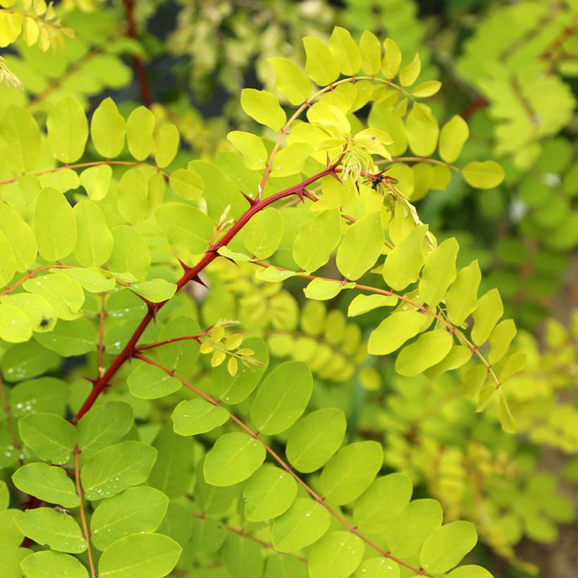 Promesse de Fleurs - Robinia pseudoacacia Altdorf - Robinier faux acacia doré Pot de 4L/5L