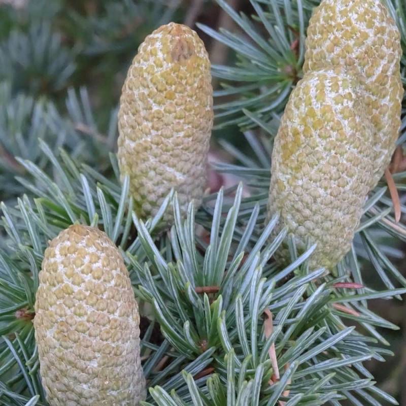 Cèdre du Liban, Cedrus libani - Pot de 7,5L - 100/150 cm - Image 6