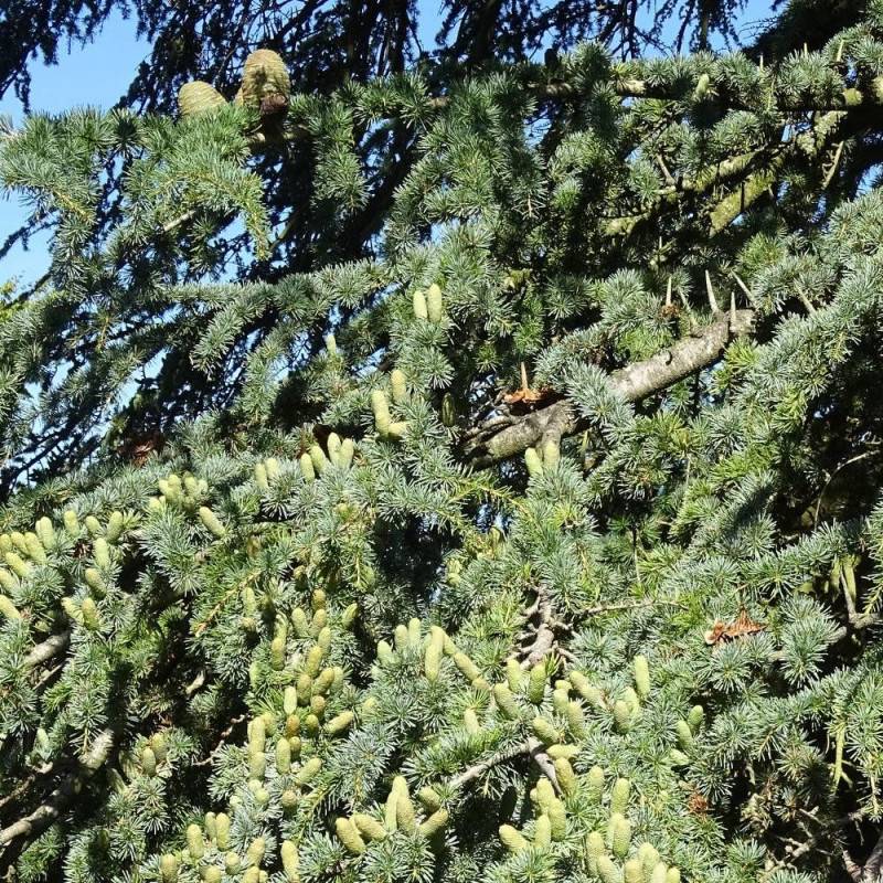 Cèdre du Liban, Cedrus libani - Pot de 7,5L - 100/150 cm - Image 3