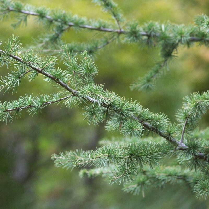 Cèdre du Liban, Cedrus libani - Pot de 7,5L - 100/150 cm - Image 8