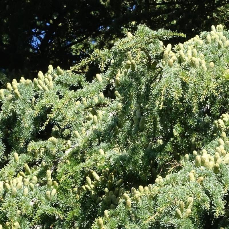 Cèdre du Liban, Cedrus libani - Pot de 7,5L - 100/150 cm - Image 4