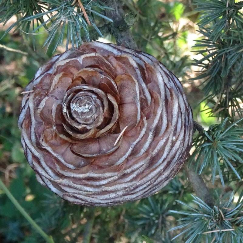 Cèdre du Liban, Cedrus libani - Pot de 7,5L - 100/150 cm - Image 5