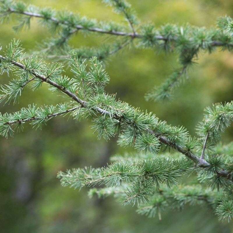 Cèdre du Liban, Cedrus libani - Pot de 7,5L - 100/150 cm - Image 2