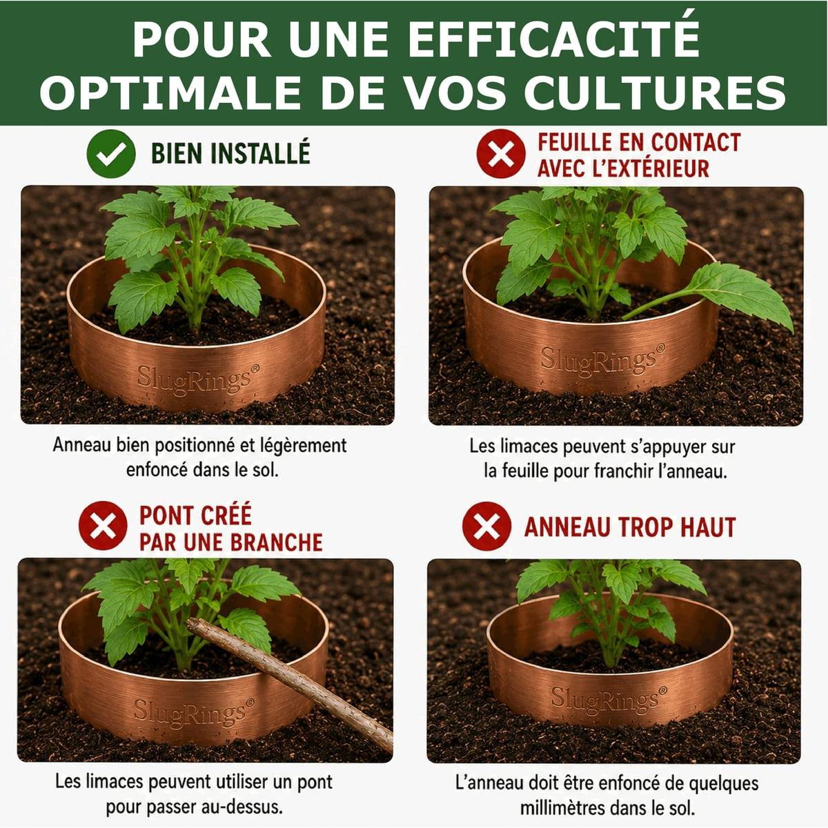 Tout pour les nuisibles - 18 Anneaux de Cuivre Anti-Limaces et Escargots SOLU'LIMACES – Ø17 cm – Protection des Salades, Fraisiers, Aromatiques, Potager et Fleurs - Image 6