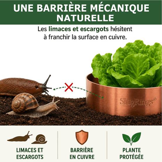 Tout pour les nuisibles - 18 Anneaux de Cuivre Anti-Limaces et Escargots SOLU'LIMACES – Ø17 cm – Protection des Salades, Fraisiers, Aromatiques, Potager et Fleurs - Image 3