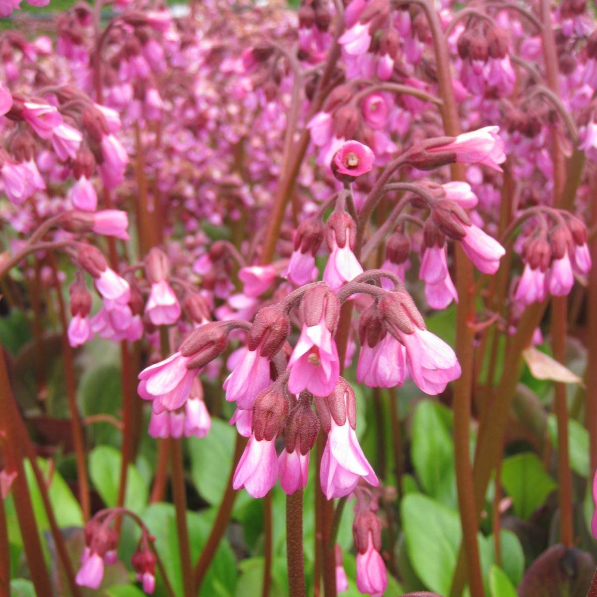 Bergenia Wintermarchen - Bergénie Godet de 8/9 cm