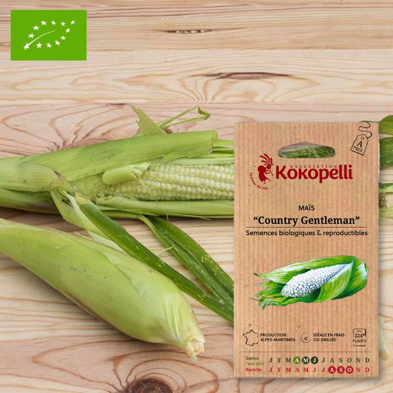 Association Kokopelli - Maïs Country Gentleman- Graines bio à semer - Image 1