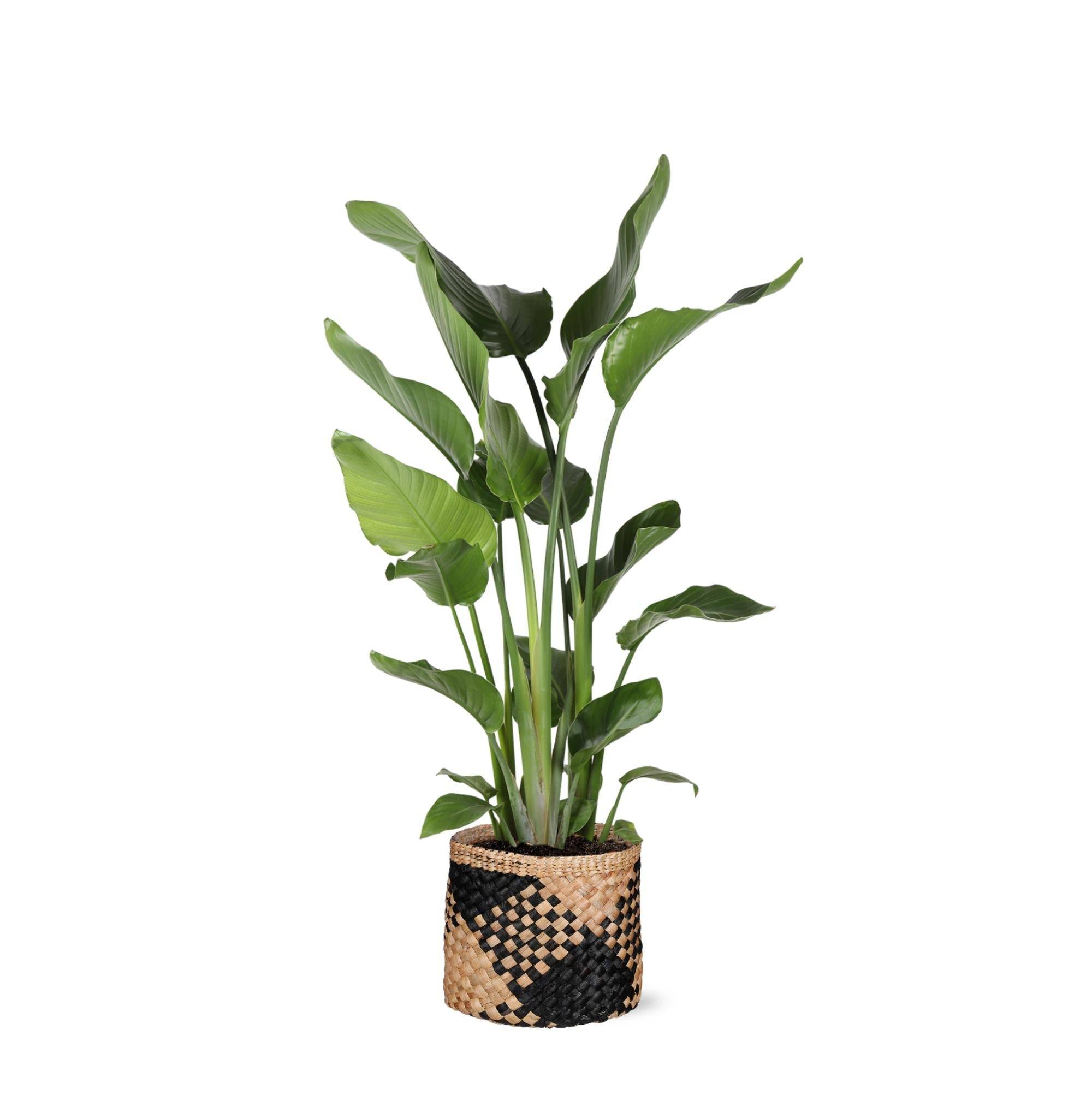 Strelitzia Nicolai et son pot- La Green Touch Panier naturel Noir - Hauteur 120cm