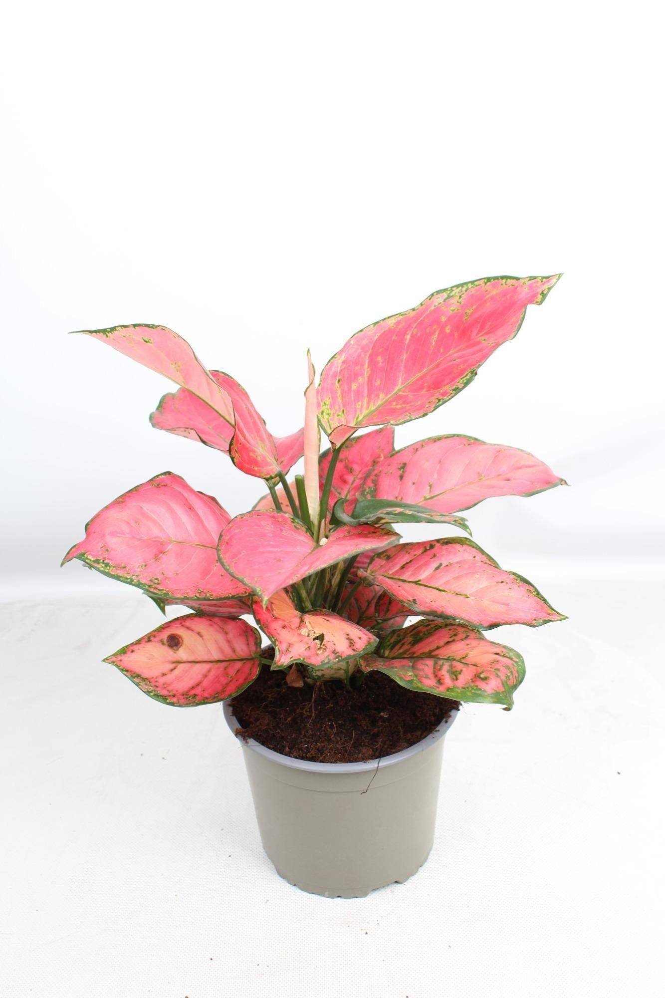Aglaonema Sun Star- La Green Touch - Imagen 2