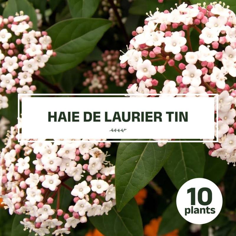 10 Laurier Tin (Viburnum Tinus) - Haie de Laurier Tin - - Pépinières Naudet - Image 1