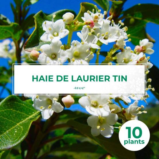 10 Laurier Tin (Viburnum Tinus) - Haie de Laurier Tin - - Pépinières Naudet - Image 1
