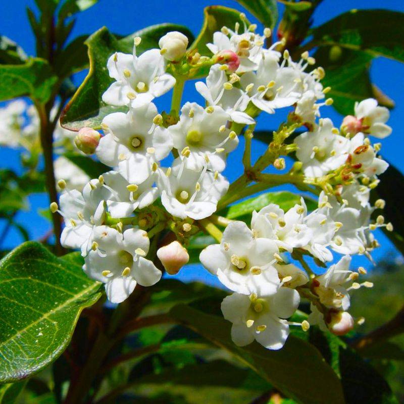 10 Laurier Tin (Viburnum Tinus) - Haie de Laurier Tin -  - Pépinières Naudet - Image 2