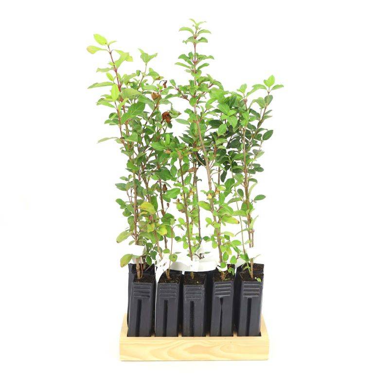 10 Laurier Tin (Viburnum Tinus) - Haie de Laurier Tin -  - Pépinières Naudet - Image 3