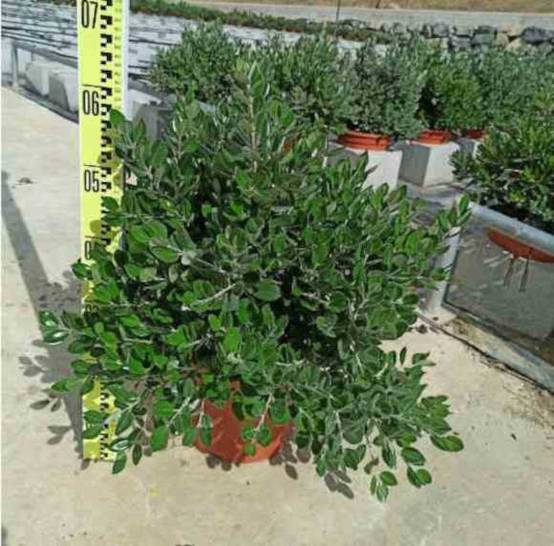 0 - Metrosideros excelsa (Arbre de Noël) Pot de 65L - 130/150cm - Image 1