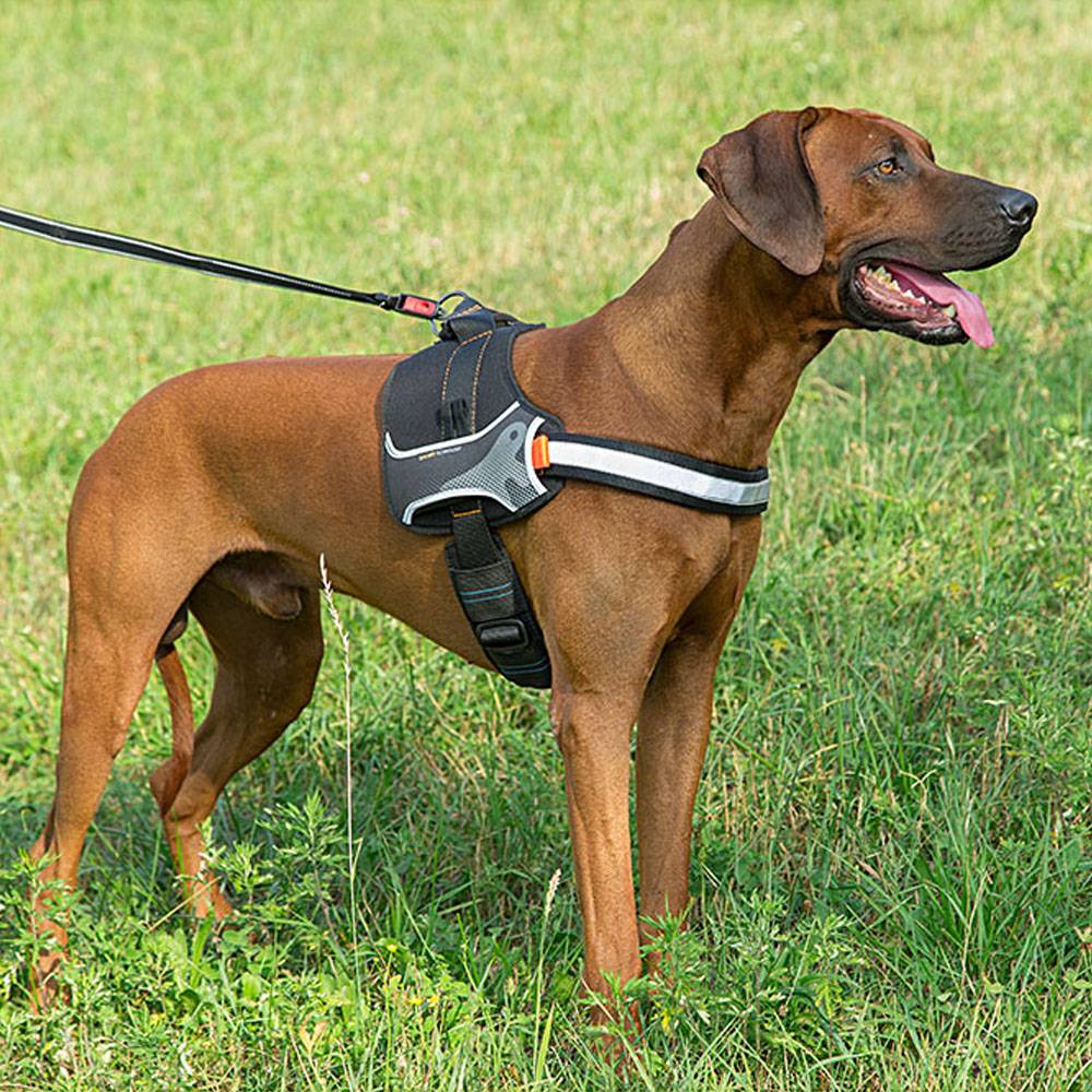 Ferplast - Harnais pour Chiens HERCULES MEDIUM, Rembourré, Résistant, Anti-griffures, Visible dans l'Obscurité, avec Poignée - Imagen 4