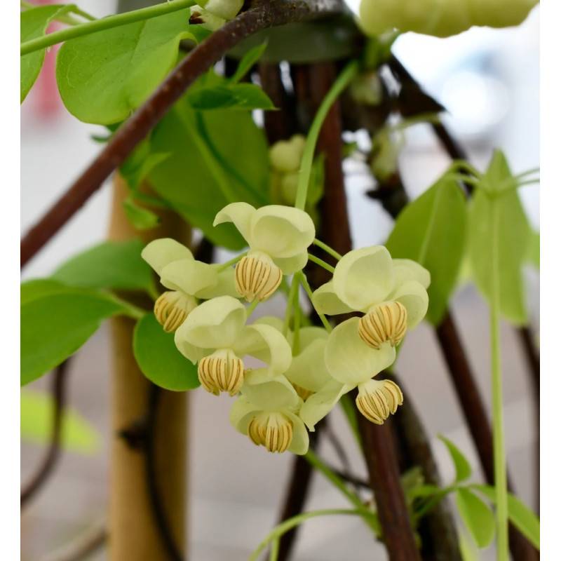 Akebie quinata Shirobana, Akebia à fleurs Blanche - feuillage Semi-Persistant - Pot de 3L - Echelle bambou 60/120 cm- hauteur à maturité De 5,00 m à - Image 4