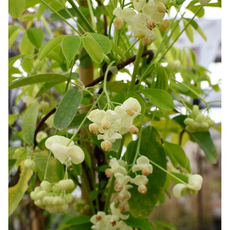Akebie quinata Shirobana, Akebia à fleurs Blanche - feuillage Semi-Persistant - Pot de 3L - Echelle bambou 60/120 cm-  hauteur à maturité De 5,00 m à - Image 3