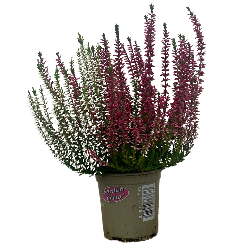 Bruyere calluna Bicolore garden girls p10cm - Imagen 2