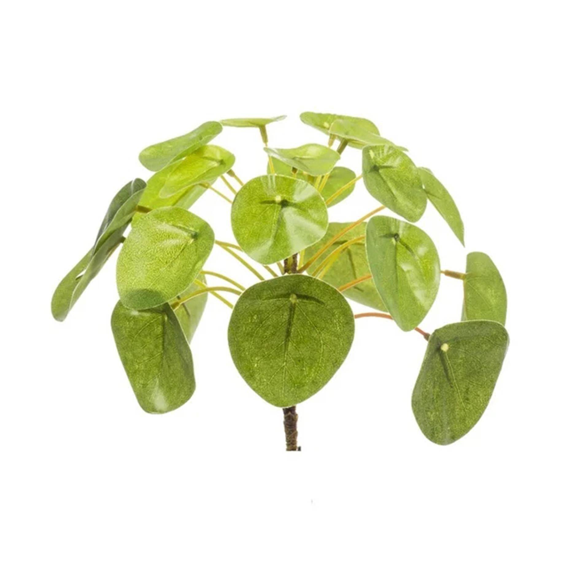 La Green Touch - Pilea buissonnant - pot Ø13 cm