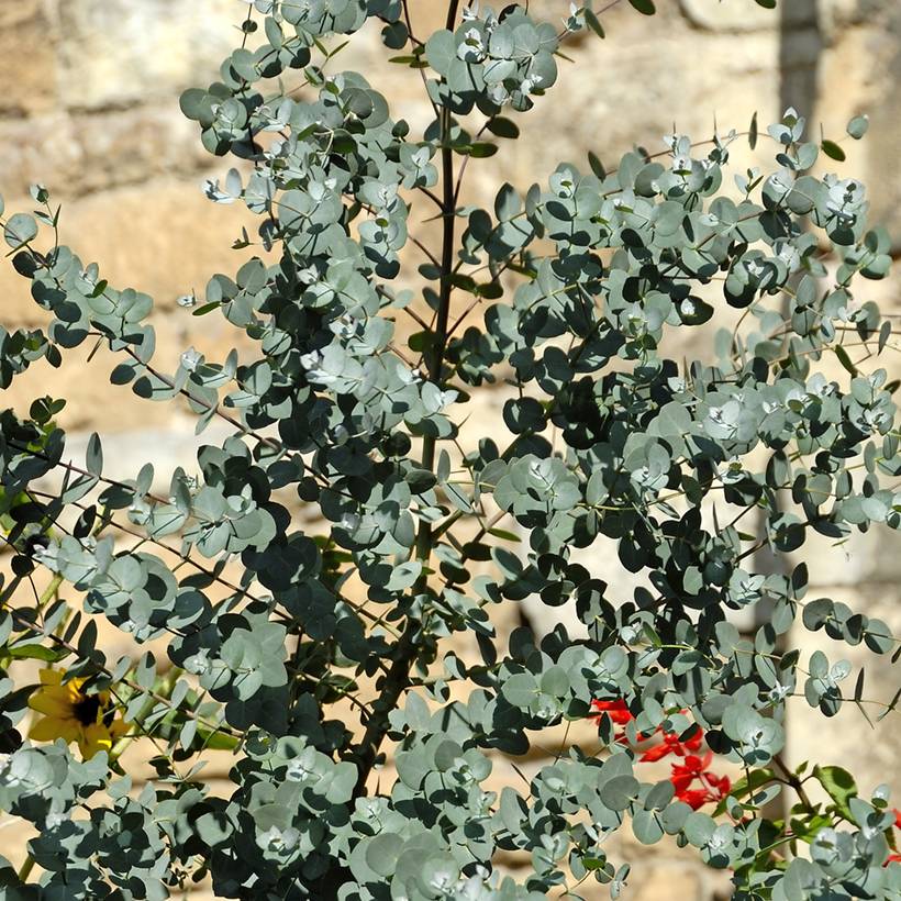 Promesse de Fleurs - Eucalyptus gunnii - Gommier cidre Pot de 2L/3L