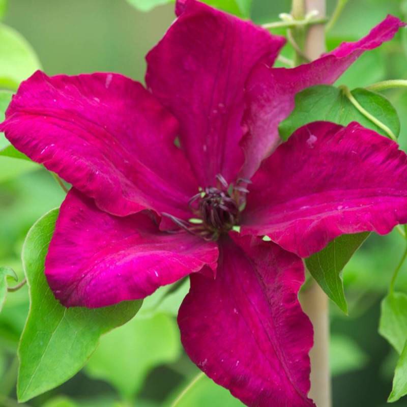Clématite Solidarité à fleurs Rouge - feuillage Caduc - Godet - 5/20 cm-  hauteur à maturité De 2,50 m à 3,00 m - Imagen 1