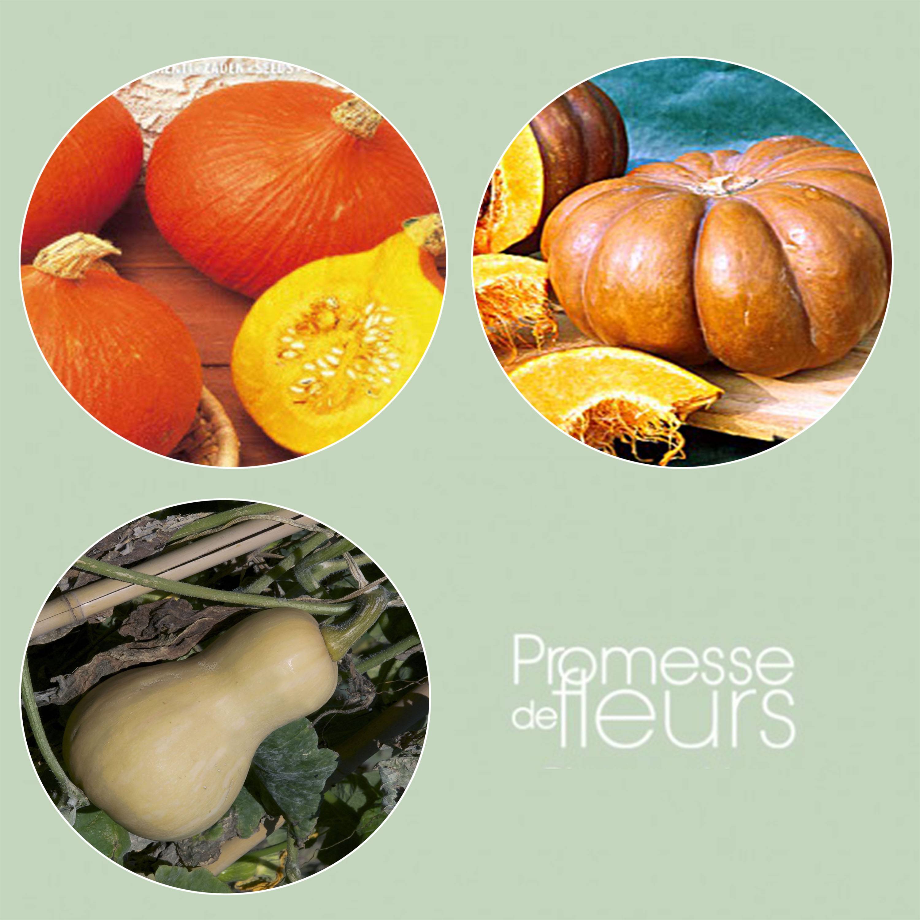 Collection de 3 courges à longue conservation - Collection de 3 plantes