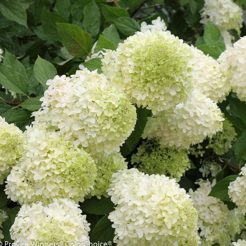 Hortensia paniculata Limelight, Hydrangea paniculata à fleurs Blanche - feuillage Caduc - Pot de 7,5L - 60/80 cm- hauteur à maturité De 1,00 m à 1,50 - Image 3