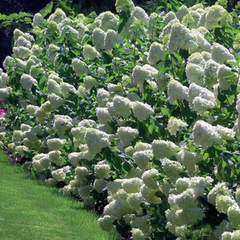 Hortensia paniculata Limelight, Hydrangea paniculata à fleurs Blanche - feuillage Caduc - Pot de 7,5L - 60/80 cm-  hauteur à maturité De 1,00 m à 1,50 - Imagen 4