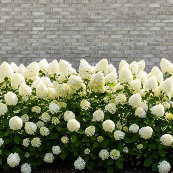 Hortensia paniculata Limelight, Hydrangea paniculata à fleurs Blanche - feuillage Caduc - Pot de 7,5L - 60/80 cm- hauteur à maturité De 1,00 m à 1,50 - Image 9