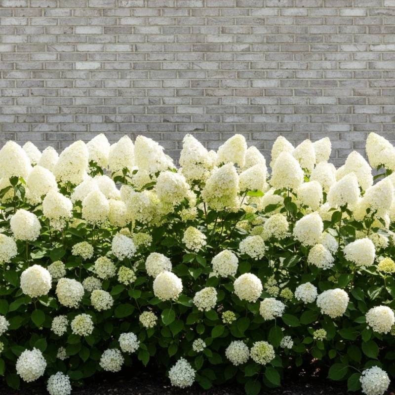 Hortensia paniculata Limelight, Hydrangea paniculata à fleurs Blanche - feuillage Caduc - Pot de 7,5L - 60/80 cm-  hauteur à maturité De 1,00 m à 1,50 - Imagen 9