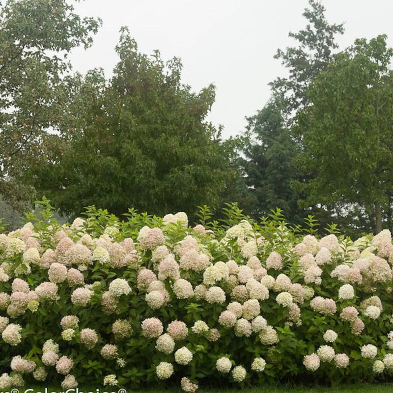 Hortensia paniculata Limelight, Hydrangea paniculata à fleurs Blanche - feuillage Caduc - Pot de 7,5L - 60/80 cm-  hauteur à maturité De 1,00 m à 1,50 - Imagen 5