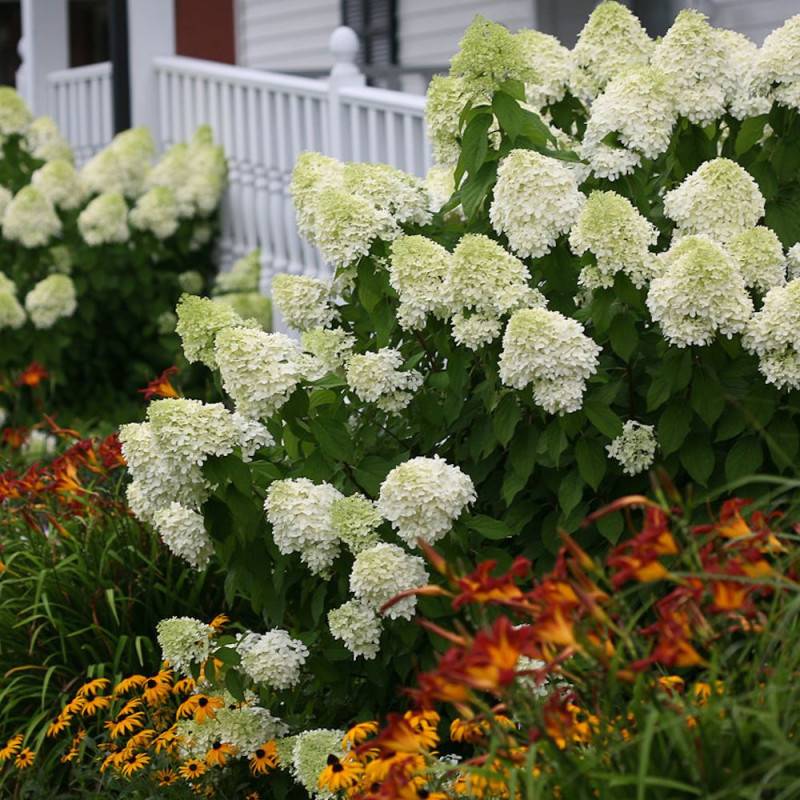 Hortensia paniculata Limelight, Hydrangea paniculata à fleurs Blanche - feuillage Caduc - Pot de 7,5L - 60/80 cm-  hauteur à maturité De 1,00 m à 1,50 - Imagen 2
