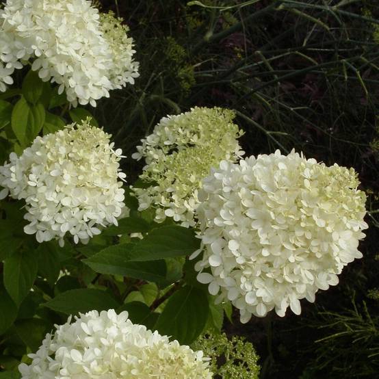 Hortensia paniculata Limelight, Hydrangea paniculata à fleurs Blanche - feuillage Caduc - Pot de 7,5L - 60/80 cm- hauteur à maturité De 1,00 m à 1,50 - Image 6