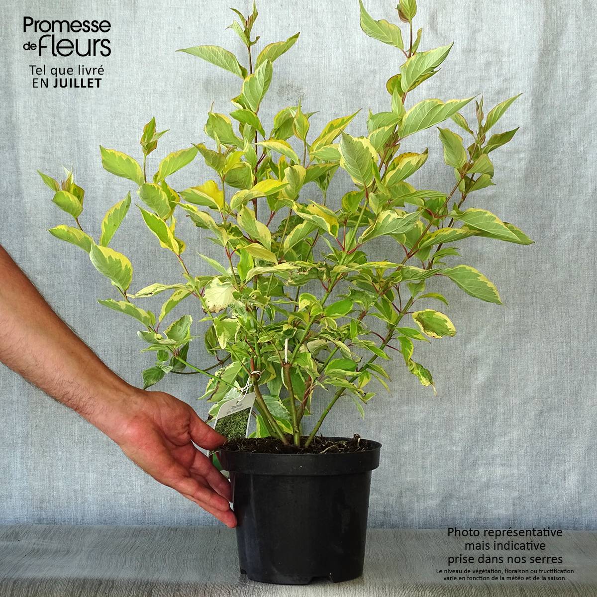 Cornus alba Gouchaultii - Cornouiller blanc Pot de 3L/4L - Image 2