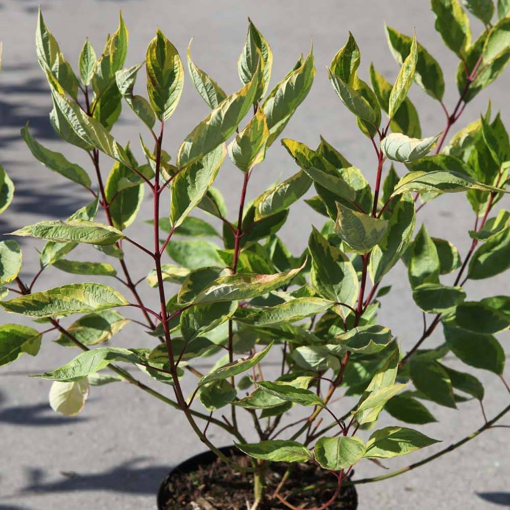 Cornus alba Gouchaultii - Cornouiller blanc Pot de 3L/4L - Image 1
