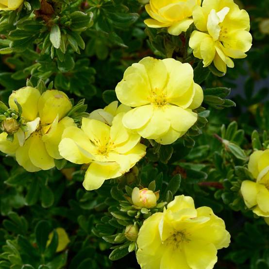 Potentille arbustive Double Punch® Gold 'MINJAU03', Potentilla à fleurs Jaune - feuillage Caduc - Pot de 1,5L - Tuteur bambou 30/60 cm- hauteur à mat - Image 7