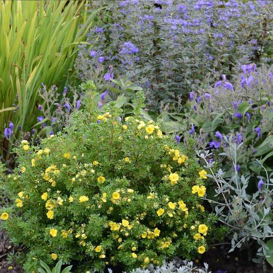 Potentille arbustive Double Punch® Gold 'MINJAU03', Potentilla à fleurs Jaune - feuillage Caduc - Pot de 1,5L - Tuteur bambou 30/60 cm- hauteur à mat - Image 6