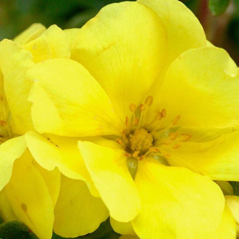 Potentille arbustive Double Punch® Gold 'MINJAU03', Potentilla à fleurs Jaune - feuillage Caduc - Pot de 1,5L - Tuteur bambou 30/60 cm-  hauteur à mat - Image 5