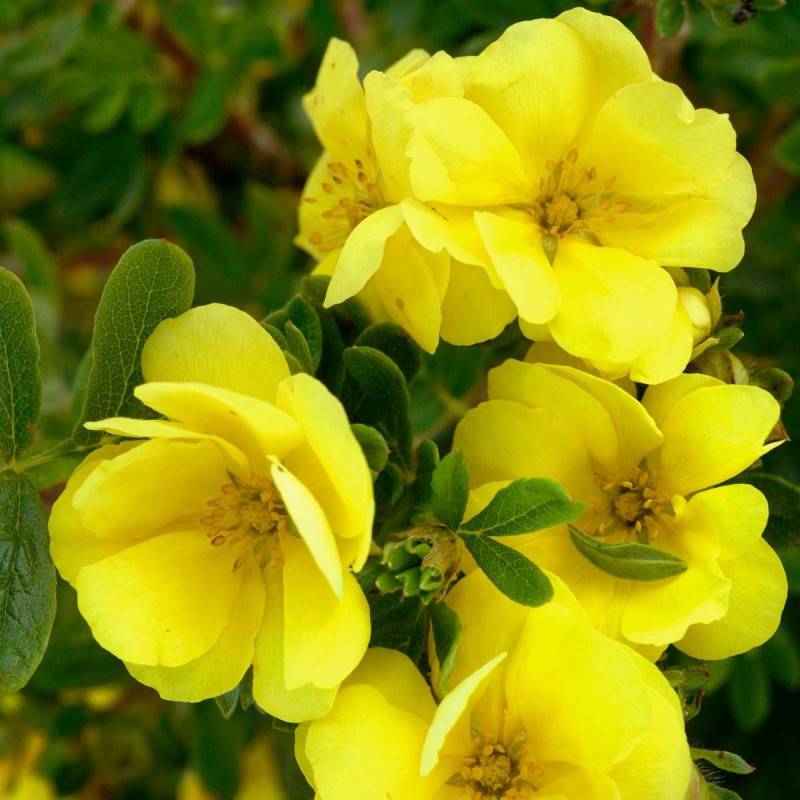 Potentille arbustive Double Punch® Gold 'MINJAU03', Potentilla à fleurs Jaune - feuillage Caduc - Pot de 1,5L - Tuteur bambou 30/60 cm- hauteur à mat - Image 1