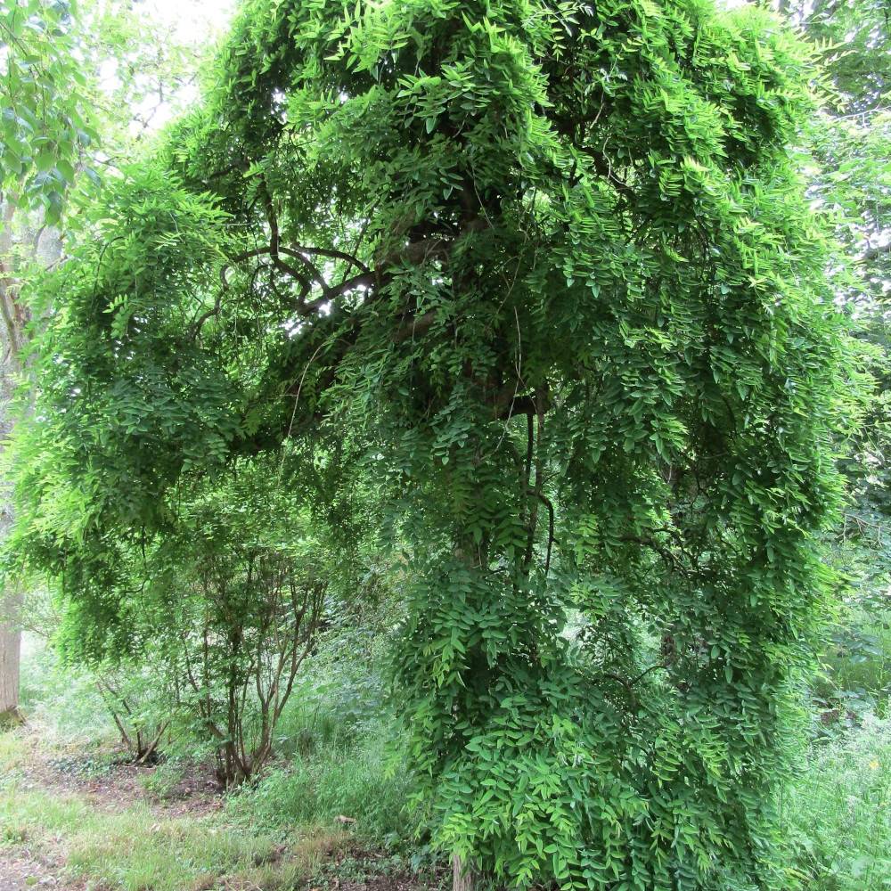 Sophora du Japon pleureur,  Arbre aux pagodes - Pot de 30L - Tige 8/10